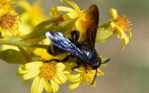 Réf. 293 501 : Scolia hirta unifasciata